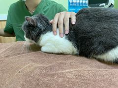-瑞鹏宠物医院·夜间急症·心超·猫科(祖庙分店)