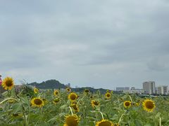 -光明小镇欢乐田园