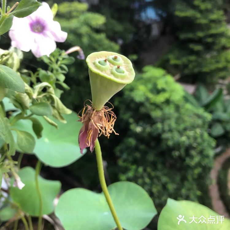 碗莲的简易种植