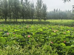 -卧龙湖