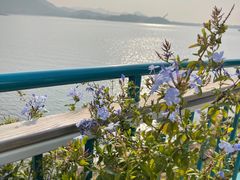 -望湖烤鱼