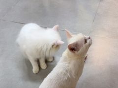 -Heymao猫咖.咖啡厅(东门店)