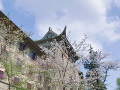 -武汉大学-樱园