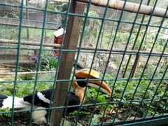 -吉隆坡雀鸟公园