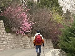 -北京鹫峰国家森林公园