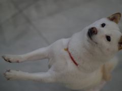 -柴犬小屋·柴餐厅·狗咖食堂(金鼎广场店)