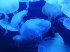 -太平洋海底世界