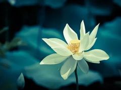 -西湖游船