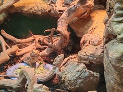 -上海大自然野生昆虫馆(东方明珠·爬宠昆虫探索中心)