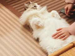 -MOCHA明星猫咖(田子坊店)
