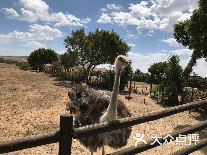 鴕鳥園圖片 - 第4張