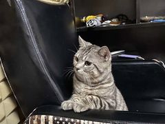 -猫尾侦探俱乐部·剧本杀·狼人杀