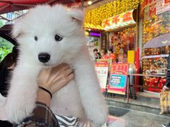 -大芊金重庆串串火锅(南京路店)