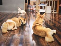 -豆柴町-柴犬主题狗咖(红鼎国际C座店)