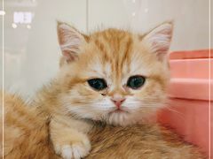 -糯米喵星人·撸猫猫舍咖啡馆(西市场嘉华店)