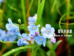 -成都南湖公园