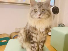 -猫在这儿猫咪咖啡馆·撸猫馆