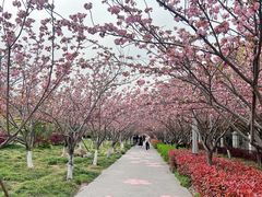 -高东镇樱花园