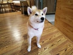 -柴务处·柴犬主题狗咖