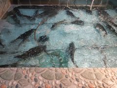 -鱼窝棚柴火铁锅炖(富山屯店)