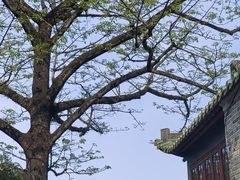 -鼎湖山风景区