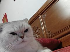 -宠物星动物医院·眼科·异宠·猫科(江南大道总院)