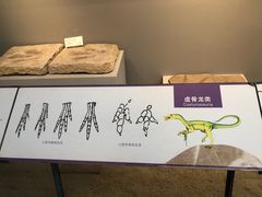 -重庆自然博物馆(新馆)