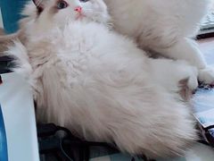 -猫十亿·布偶金渐层·曼基康矮脚猫舍(青年路店)