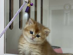 -青奢宠物·青奢猫舍