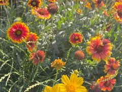 -大兴滨河森林公园