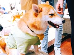 -逗柴咖啡屋·狗咖猫咖宠物桌游