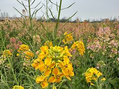 -中国天府农业博览园