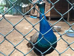 -静之湖湖畔餐厅