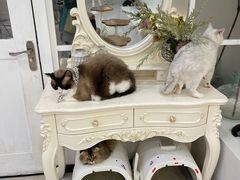 -共舞时光猫咖·狗咖(新街口店)
