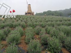 -大塘金香草谷