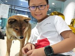 -柴务处·柴犬主题狗咖