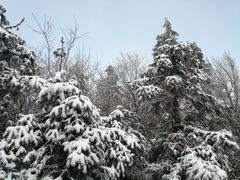 -武陵山森林公园