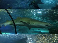 -悉尼海洋生物水族馆