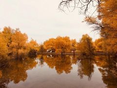-金塔沙漠胡杨林景区