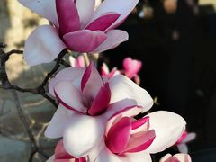 -证大大拇指广场(芳甸路店)