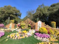 -上海共青森林公园