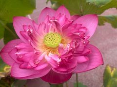 -莲花池公园