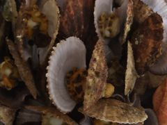 -宾朋海鲜特色美食餐厅·纯手工鲅鱼水饺(兴海路店)