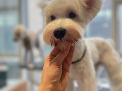 -爱宠屋pet shop·宠物洗澡·宠物美容