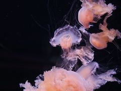 -欢乐海岸海洋奇梦馆