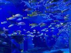 -海合安武汉极地海洋公园