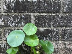 -树山生态村