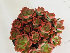 -南汇花鸟市场(上海浦东新花卉店)