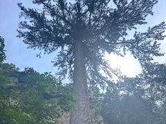 -大芦花风景区