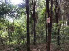 -铁山坪森林公园